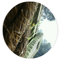 〆縄に生えた稲の芽